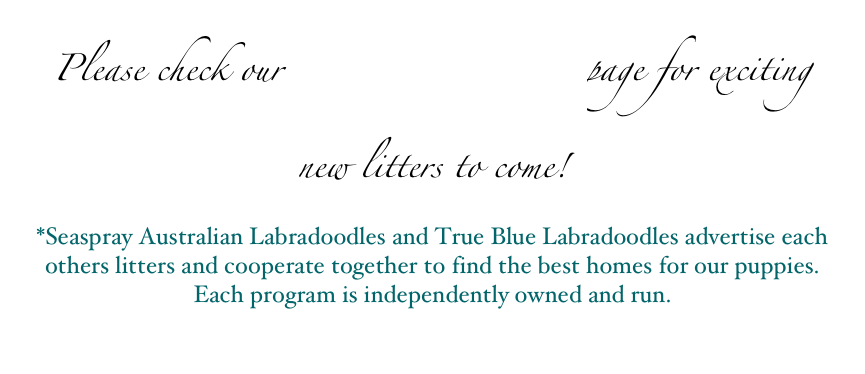 Please check our “Upcoming Litters” page for exciting new litters to come!
*Seaspray Australian Labradoodles and True Blue Labradoodles advertise each others litters and cooperate together to find the best homes for our puppies.  Each program is independently owned and run.